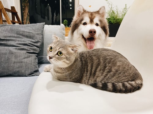 Two pets, dog and cat are lying on the sofa happily