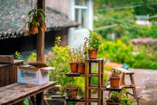 Beautiful plants are kept in the balcony